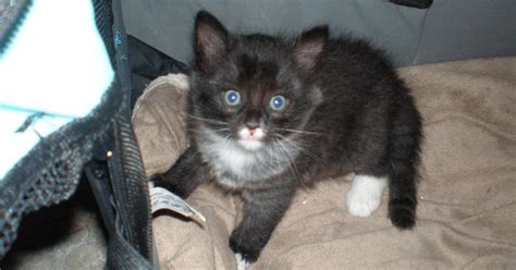 female, tabby ; Miss Kitty - Special Needs. . Free kittens las vegas